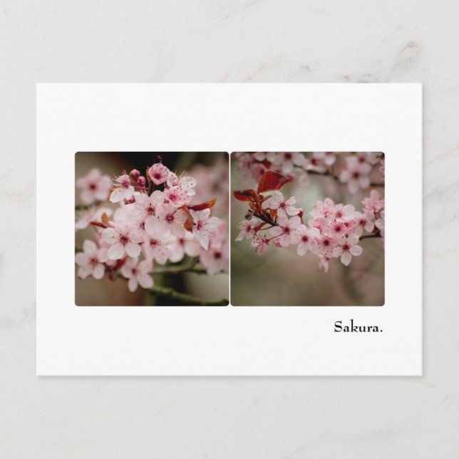 Tarjeta postal de Sakura Diptych (Anverso)