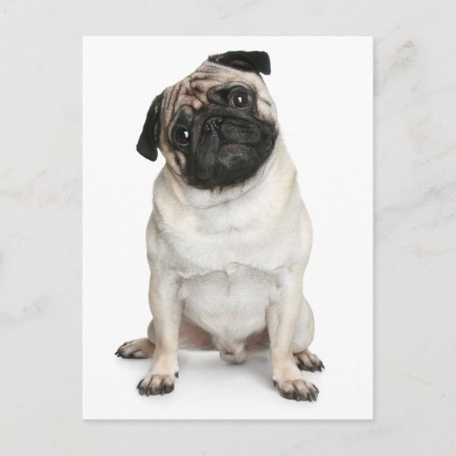 Tarjeta postal de saludo a Perro de Pug Puppy (Anverso)