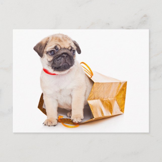 Tarjeta postal de saludo a Perro de Pug Puppy (Anverso)