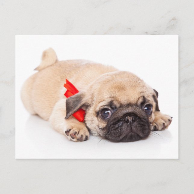 Tarjeta postal de saludo a Perro de Pug Puppy (Anverso)