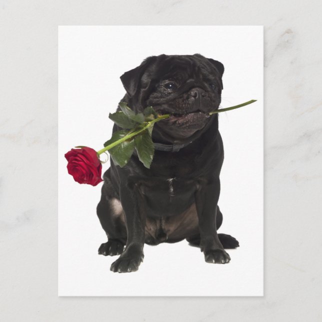 Tarjeta postal de saludo a Perro de Pug Puppy (Anverso)