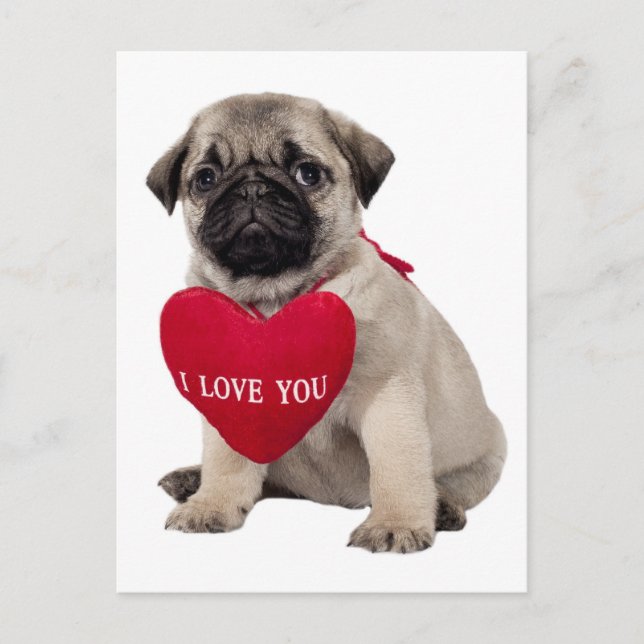 Tarjeta postal de saludo a Perro de Pug Puppy (Anverso)
