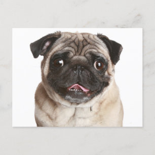 Tarjeta postal de saludo a Perro de Pug Puppy
