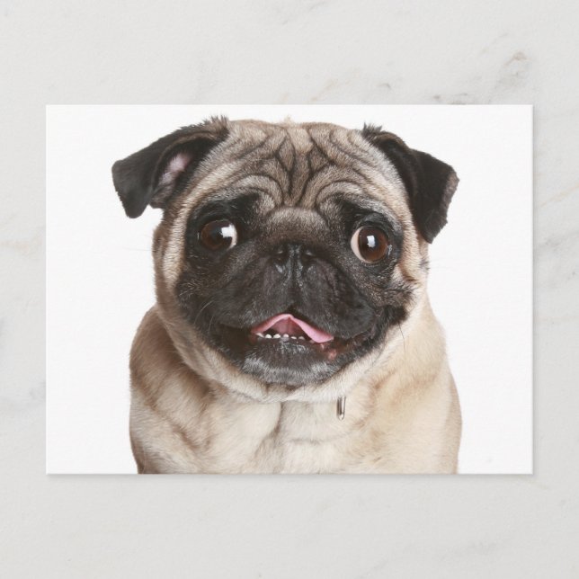 Tarjeta postal de saludo a Perro de Pug Puppy (Anverso)