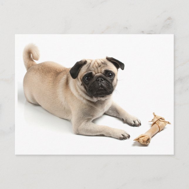 Tarjeta postal de saludo a Perro de Pug Puppy (Anverso)
