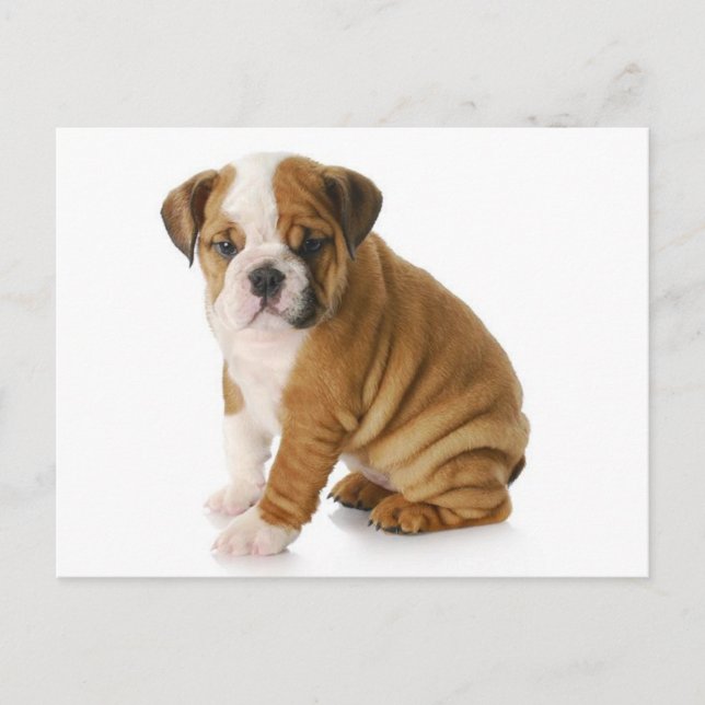 Tarjeta postal de saludo con cachorro de Bulldog I (Anverso)