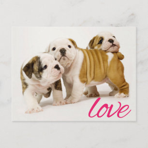 Tarjeta postal de saludo de cachorro Bulldog amor
