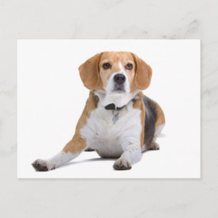 Tarjeta postal de saludo de cachorro de Beagle