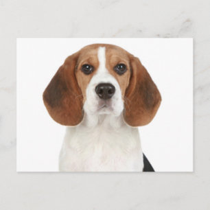 Tarjeta postal de saludo de cachorro de Beagle