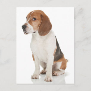 Tarjeta postal de saludo de cachorro de Beagle