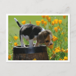 Tarjeta postal de saludo de cachorro de Beagle
