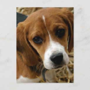 Tarjeta postal de saludo de cachorro de Beagle