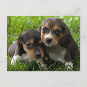 Tarjeta postal de saludo de cachorro de Beagle
