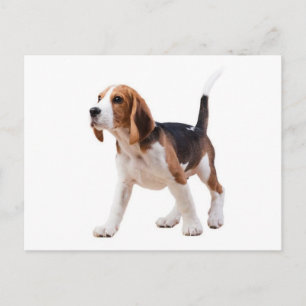 Tarjeta postal de saludo de cachorro de Beagle