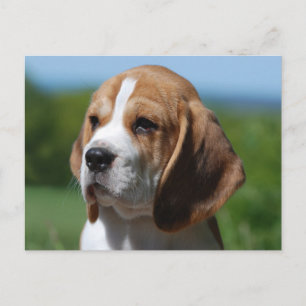 Tarjeta postal de saludo de cachorro de Beagle
