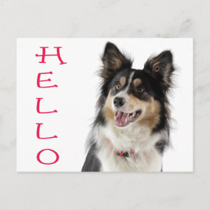 Tarjeta postal de saludo de cachorro de Border Col