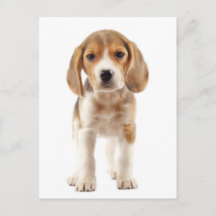 Tarjeta Postal de Saludo de Cachorro de Perro Beag