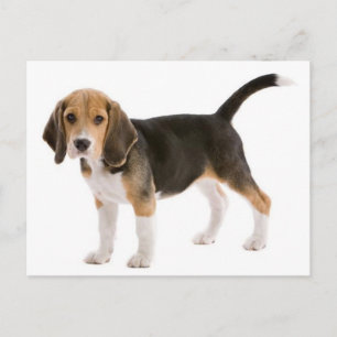 Tarjeta Postal de Saludo de Cachorro de Perro Beag