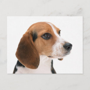 Tarjeta Postal de Saludo de Cachorro de Perro Beag