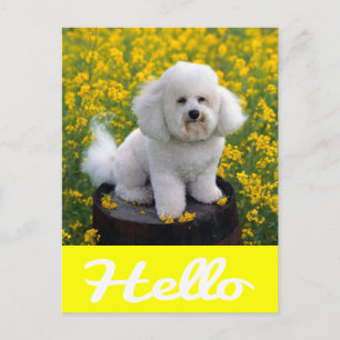 Tarjeta Postal de Saludo de Cachorro de Perro Bich