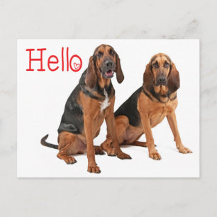 Tarjeta postal de saludo de cachorro sabueso de sa