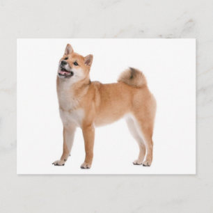 Tarjeta postal de saludo de cachorro Shiba Inu