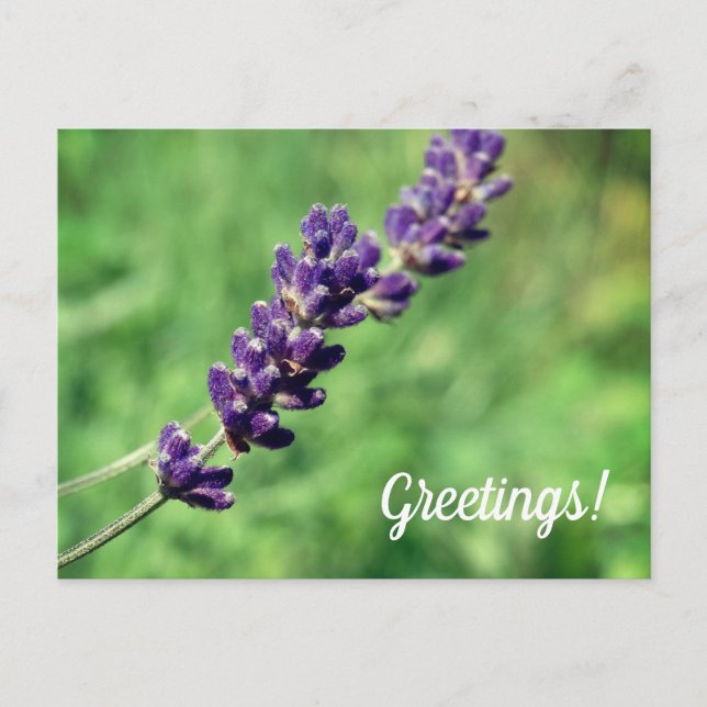 Tarjeta postal de saludo de Lavender (Anverso)