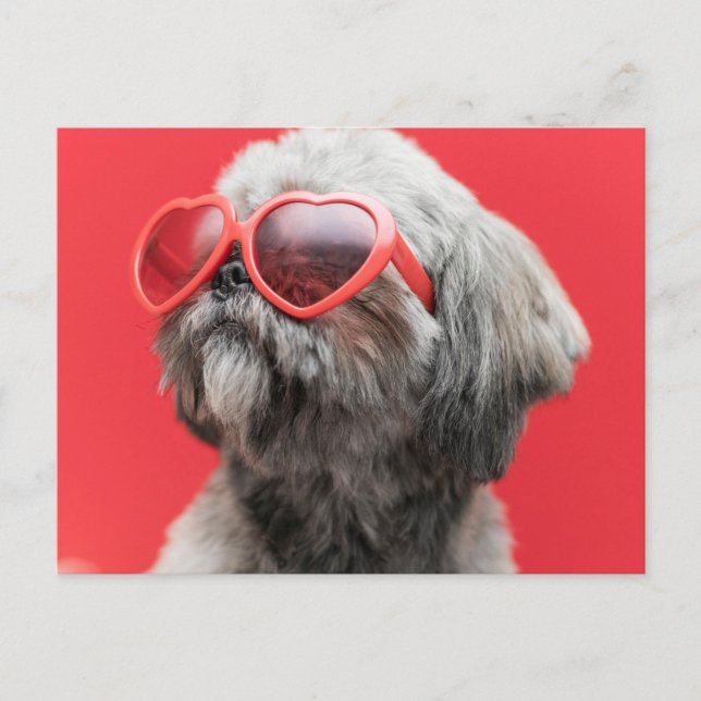 Tarjeta postal de saludos de Shih Tzu (Anverso)