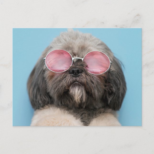 Tarjeta postal de saludos de Shih Tzu (Anverso)