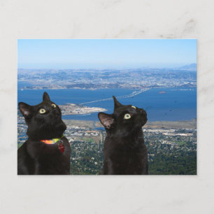 Tarjeta postal de San Quentin vista a los gatos ne