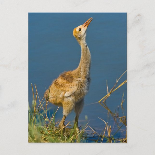 Tarjeta postal de Sandhill Crane Chick (Anverso)