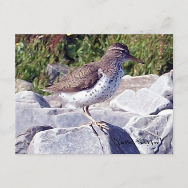 Tarjeta postal de Sandpiper 1 (Anverso)