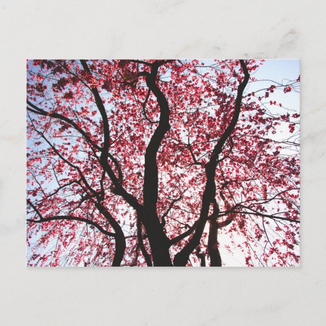 Tarjeta postal de sauce llorón flor de cerezo rosa (Anverso)