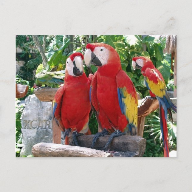 Tarjeta postal de Scarlet Macaws (Anverso)