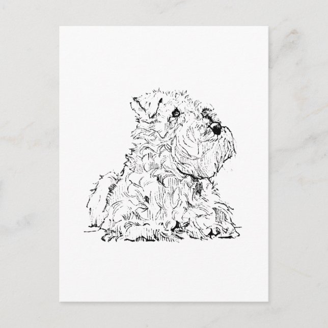 Tarjeta postal de Schnauzer miniatura - Ilustració (Anverso)