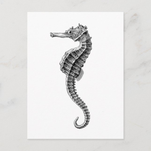 TARJETA POSTAL DE SEAHORSE SEALIFE (Anverso)