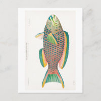 TARJETA POSTAL DE SEALIFE "PARROTFISH"
