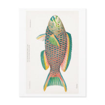 TARJETA POSTAL DE SEALIFE "PARROTFISH"