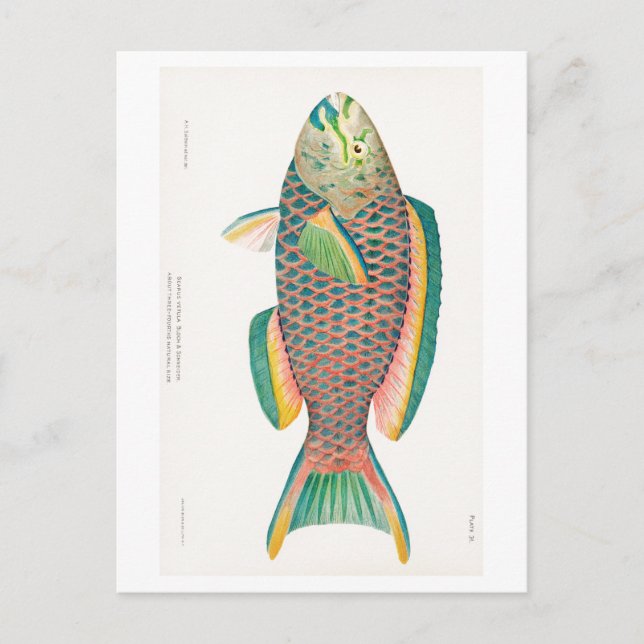 TARJETA POSTAL DE SEALIFE "PARROTFISH" (Anverso)