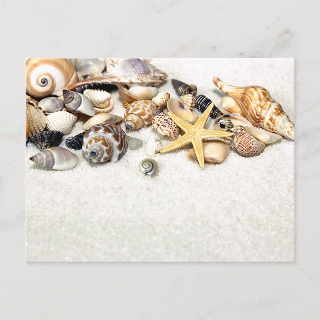 Tarjeta postal de Seashells (Anverso)