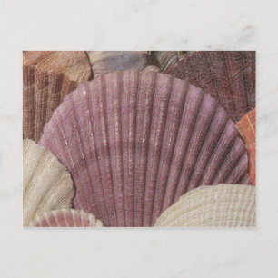 Tarjeta postal de Seashells
