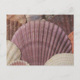 Tarjeta postal de Seashells