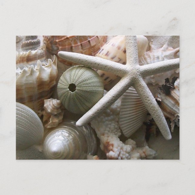 Tarjeta postal de Seashells (Anverso)