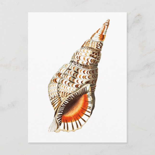 TARJETA POSTAL DE SELECCIÓN DE "SEATRUMPET" (Anverso)