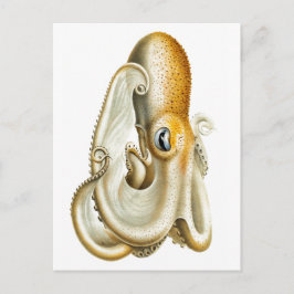 TARJETA POSTAL DE SELECCIÓN "OCTOPUS"