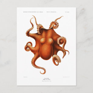 TARJETA POSTAL DE SELECCIÓN "OCTOPUS"