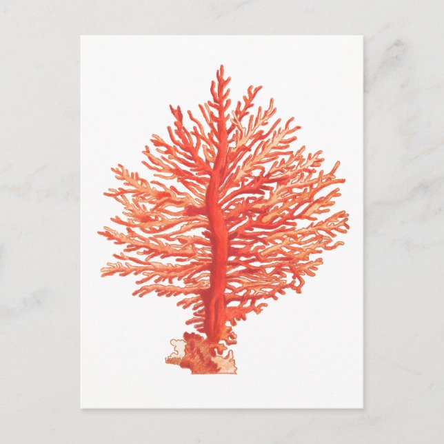 TARJETA POSTAL DE SELECCIÓN "SEACORAL" (Anverso)