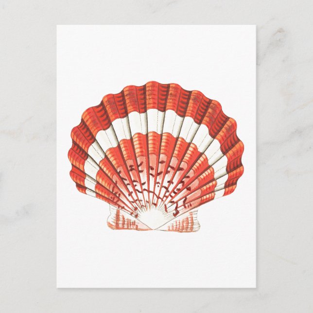 TARJETA POSTAL DE SELLO DE "SCALLOP" (Anverso)