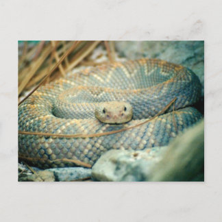 Tarjeta postal de serpiente