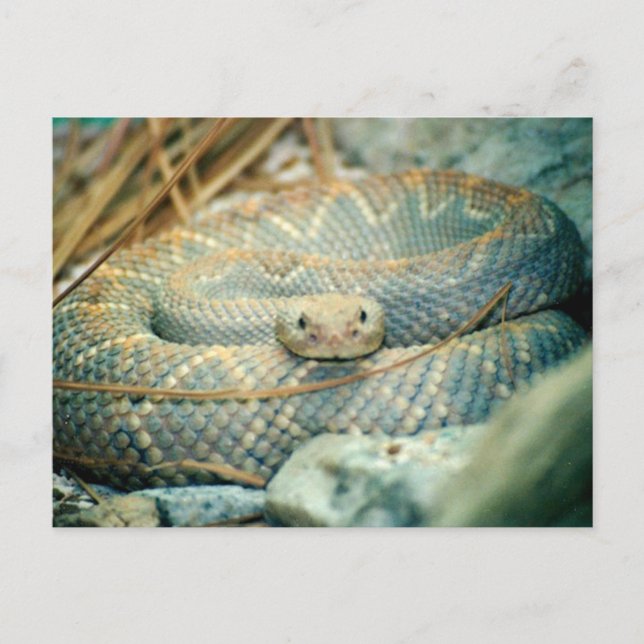 Tarjeta postal de serpiente (Anverso)